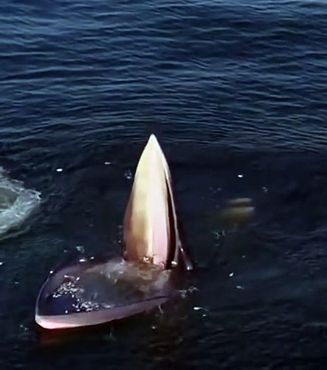 What kind of a whale is this?