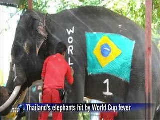 Thailand's elephants hit by World Cup fever