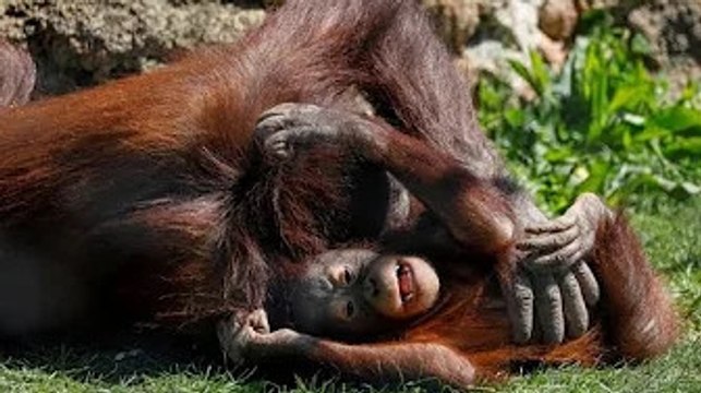 Spain's animal rights bill targets zoos and pet shops but not bullfighting