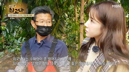 커피 열매 수확에 대해 파헤쳐 보자!