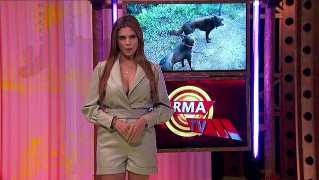 No Están Congelados... ¡Son Perros Muy Obedientes!