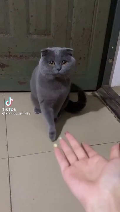 Cute cate funny video ||cat fails ||vines|| cat lover ||pet animal ||kitten ||