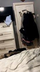 Kitten Jumps and Misses Landing