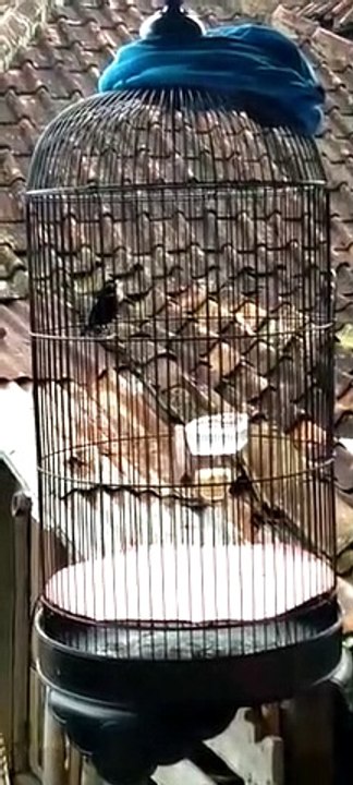 Burung Konin Gacor Full Isian