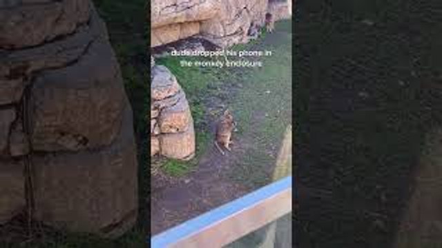 Monkey Picks Up Phone Dropped in Its Enclosure at San Diego Zoo