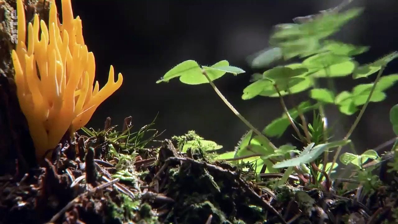 El Parque Nacional Eifel​ - Naturaleza en libertad