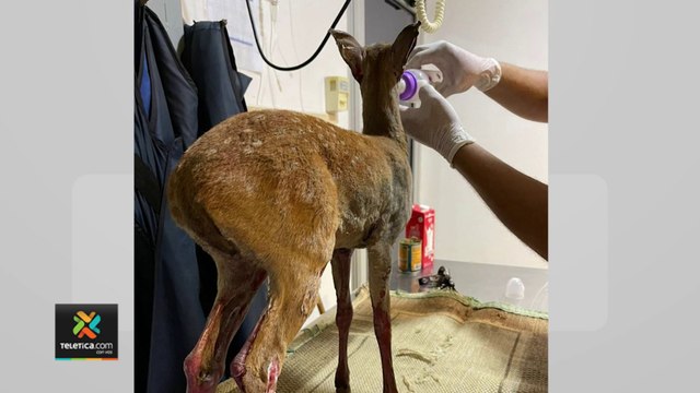 tn7-Venados,-pizotes,-mapaches-y-hasta-monos-se-ven-seriamente-afectados-por-incendios-forestales-180222