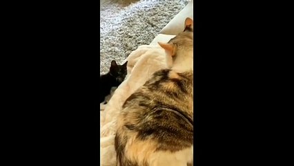 Lucunya anjing & kucing ketika nonton tv