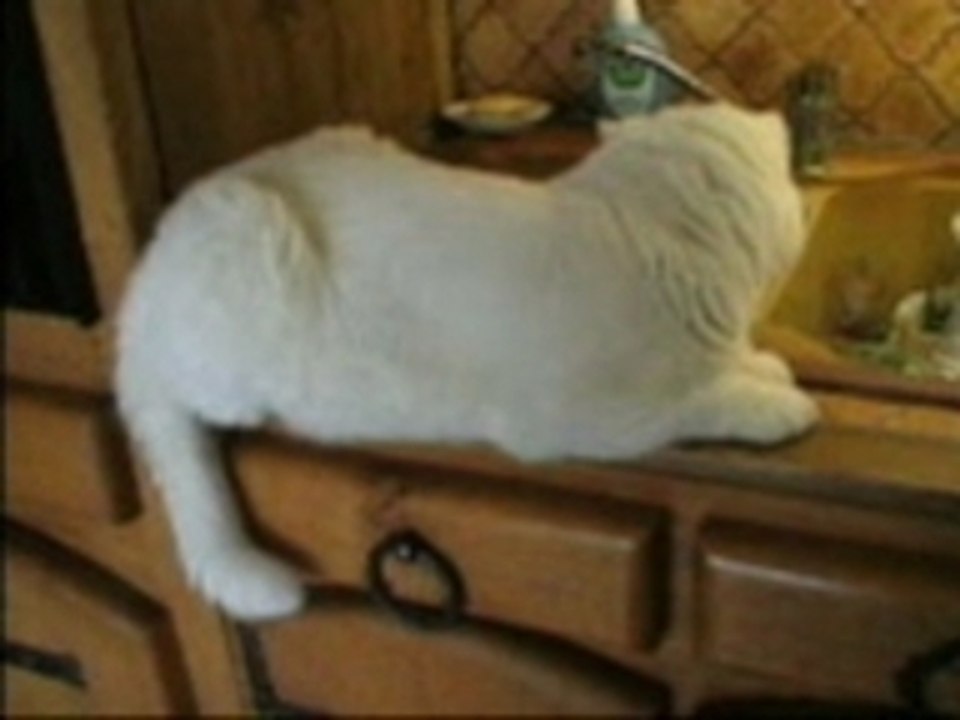 Casper dans la valisette !