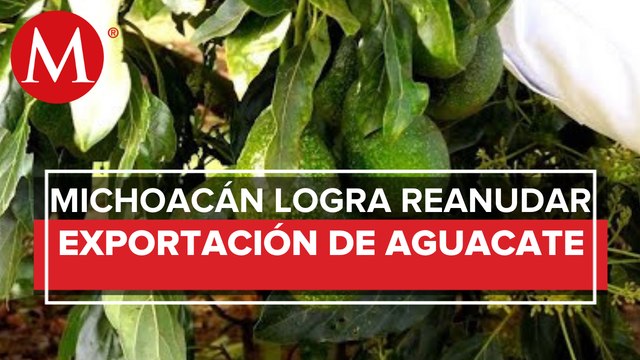 Michoacán es el único estado autorizado por EU para exportar aguacate , gobernador de Michoacán