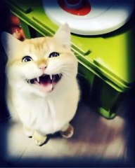 Yawning mid chirping. Chyawping?