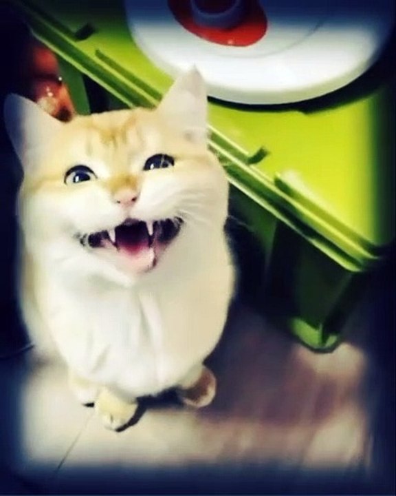 Yawning mid chirping. Chyawping?