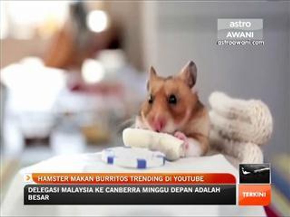 Hamster makan burritos trending di YouTube
