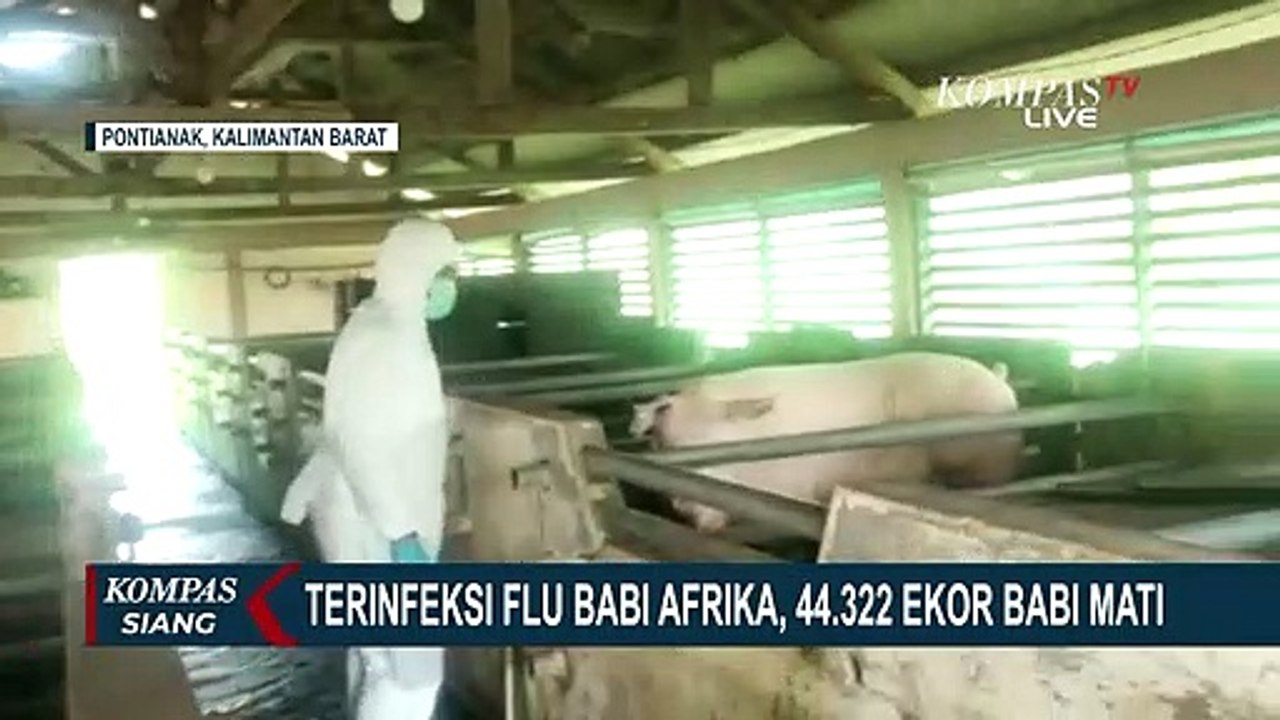 44.322 Ekor Babi Mati Terinfeksi Flu Babi Afrika, Diduga Wabah Menyebar Lewat Aliran Air