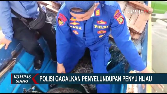 Inilah Detik-Detik Polisi Gagalkan Aksi Penyelundupan 9 Ekor Penyu Hijau di Jembrana, Bali
