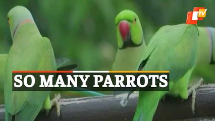 WATCH: Birds Share Incredible Bond With Kerala Man