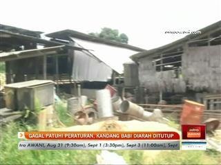 Gagal patuhi peraturan, kandang babi diarah ditutup