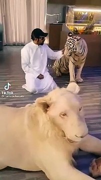 Thú vui chỉ người giàu Dubai mới hiểu: không chơi với hổ thì đùa nghịch với sư tử