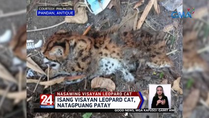 Isang visayan leopard cat, natagpuang patay | 24 Oras