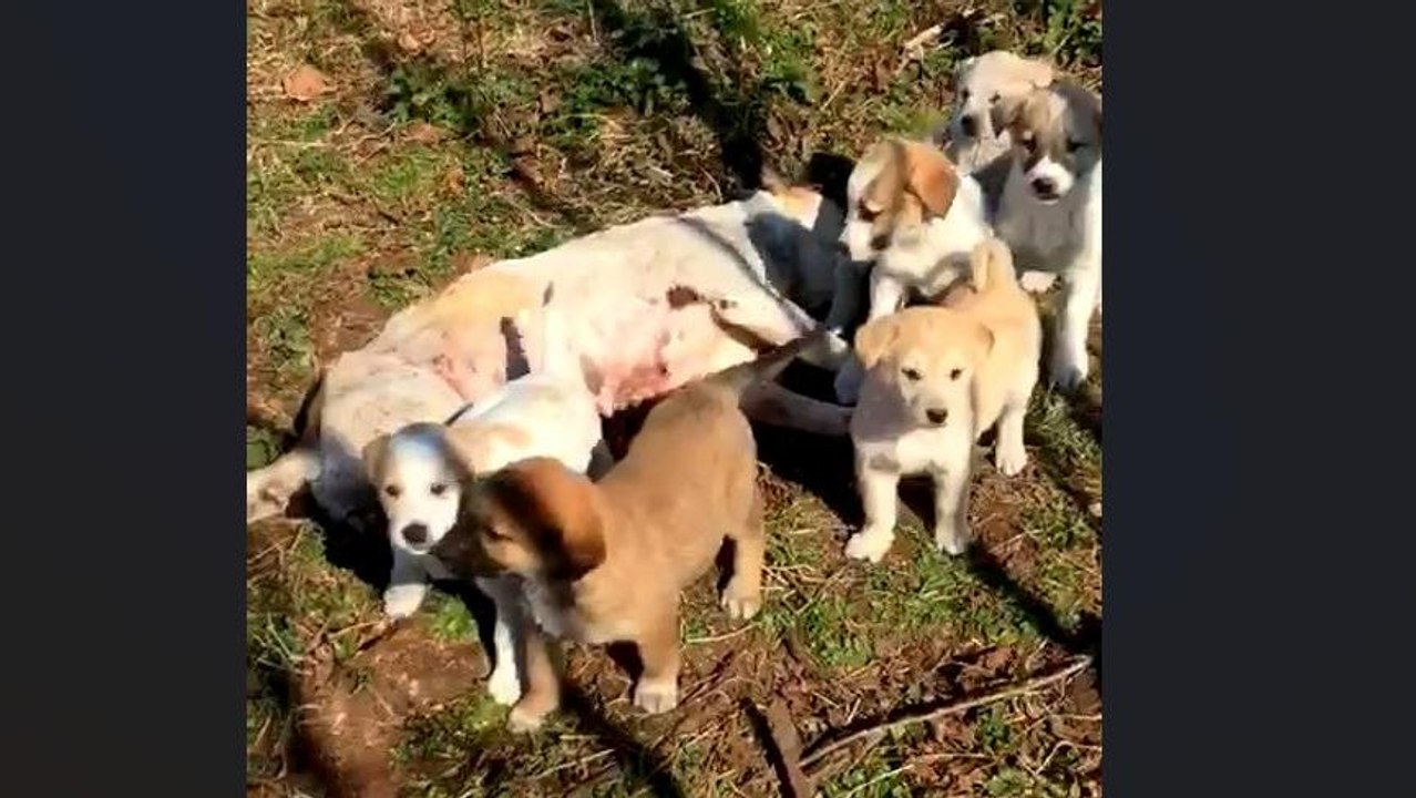 Tüfekle vurulan annelerinin başında beklediler