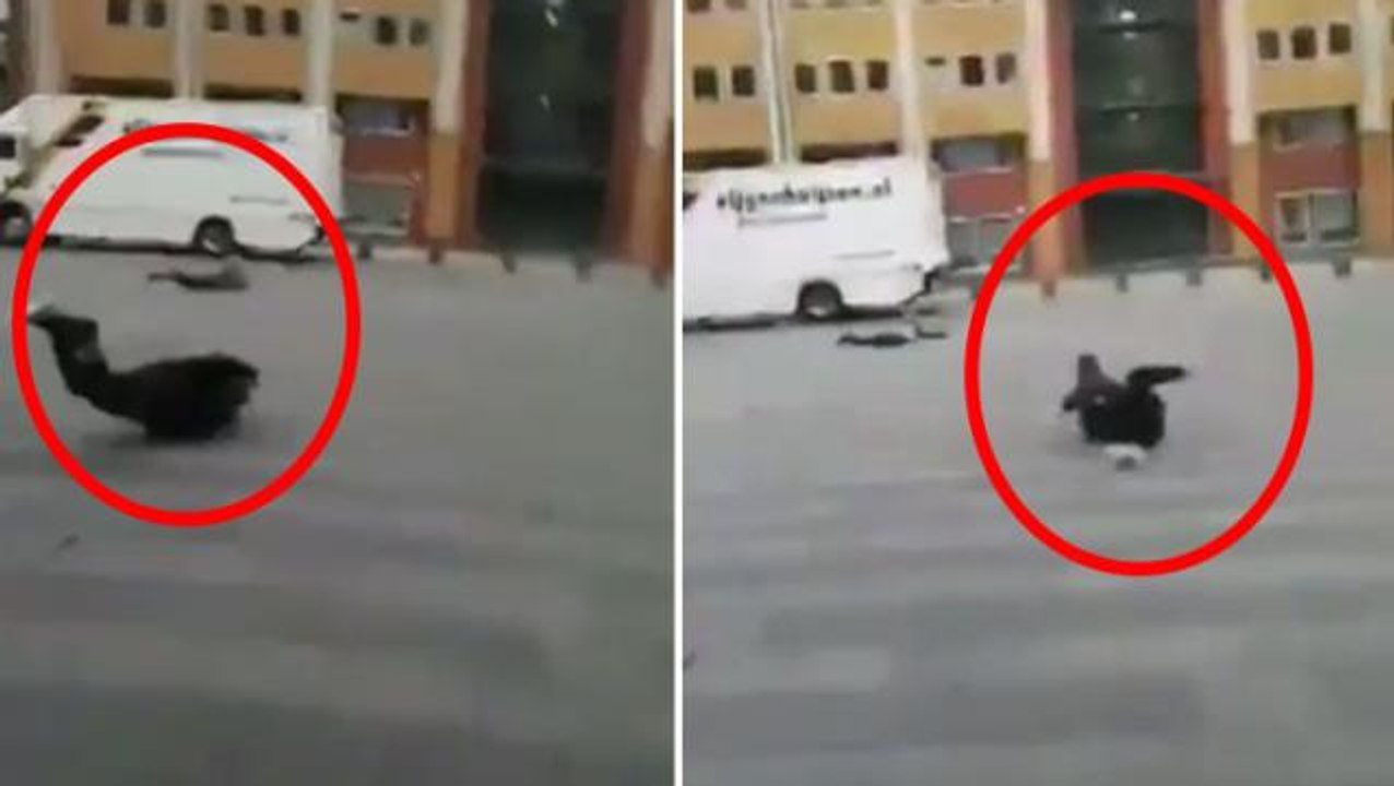"Zeynep Kasırgası" Avrupa'yı vurdu! Ağaçlar devrildi, çatılar parçalandı, fırtınanın hızı 196 km'ye çıktı: En az 10 ölü var!