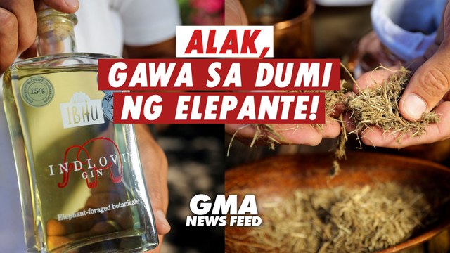 Alak, gawa sa dumi ng elepante! | GMA News Feed