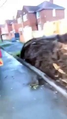 Video captures aftermath of tree crashing into Doncaster house during Storm Eunice