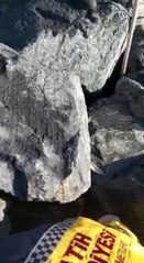 SAMATYA'DA KAYALIKLAR ARASINA DÜŞEN KÖPEK KURTARILDI