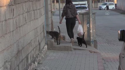 Siirtli genç kız sokak kedilerinin gönüllü bakıcısı oldu