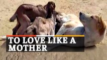Viral Video: Mama Dog Feeds Goat Kids | Rare Images
