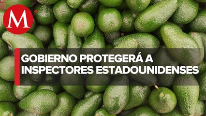 Gobierno prevé que exportación de aguacate a EU se regularice próxima semana