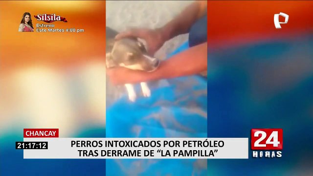 Chancay: perros intoxicados por petróleo tras derrame de crudo de La Pampilla
