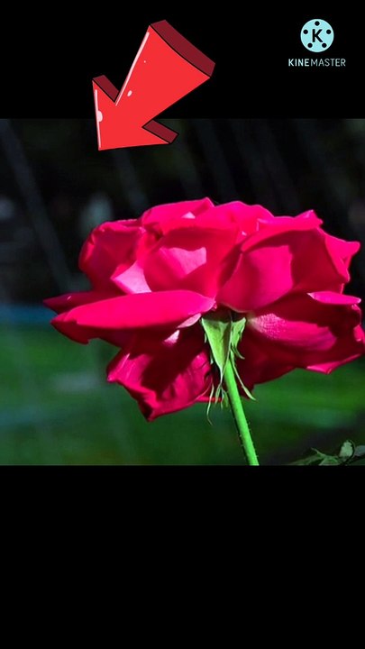 honey   bee  smelling  a flower  #shorts #smell