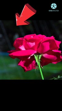 honey bee smelling a flower #shorts #smell