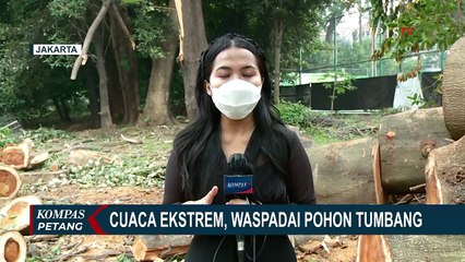 Waspada Pohon Tumbang saat Cuaca Ekstrem Terjadi