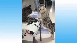 Top Funny Cat Videos Of The Weekly - Try Not To Laugh 108