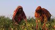 Bangladeşli kadınların biber kurutma mesaisi