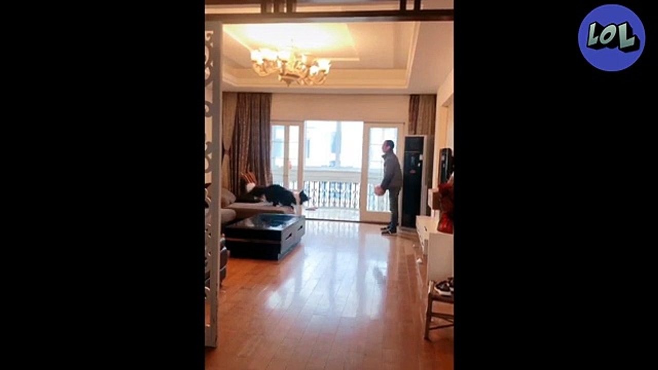 recopilacion de perros y gatos graciosos