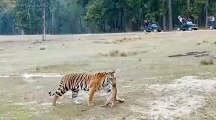 सफारी वाहनों के सामने अचानक आया बाघ, छलांग लगाकर जबड़े में दबा ले गया शिकार