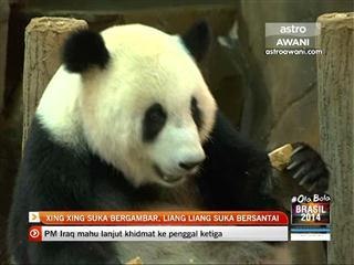 Xing Xing suka bergambar, Liang Liang suka bersantai