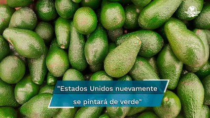 Reanudan corte y exportación de aguacate michoacano a Estados Unidos