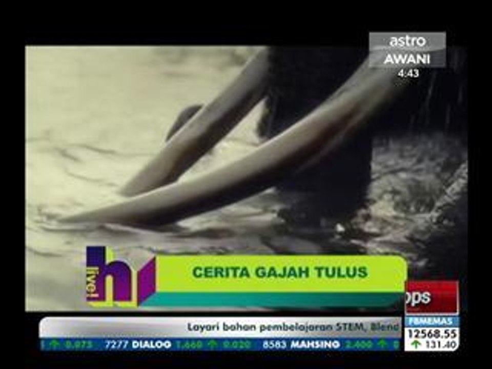Cerita Gajah Tulus