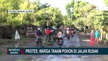 Lama Rusak dan Tak Ada Perbaikan, Warga Polewali Mandar Tanam Pohon di Tengah Jalan!