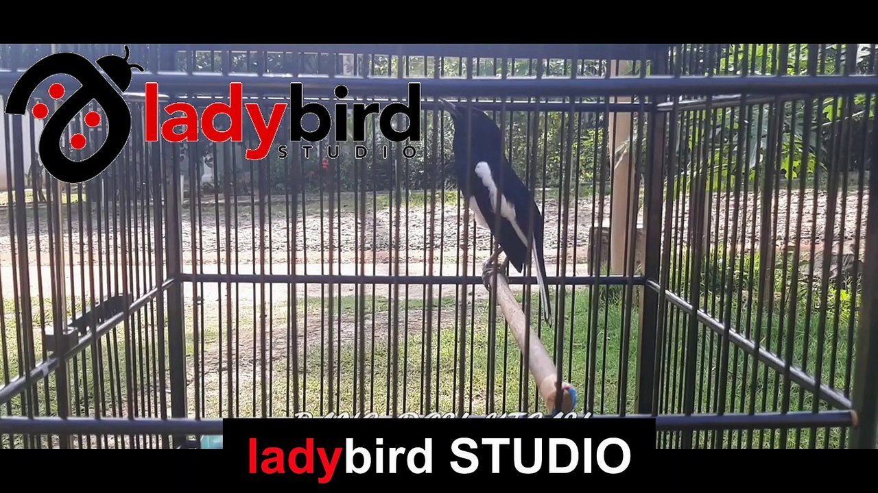 DIJAMIN KACER LANGSUNG EMOSI BUKA EKOR GACOR SEKETIKA DENGAN PANCINGAN KACER INI | LADYBIRD STUDIO