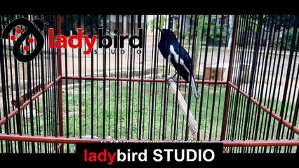 FULL ISIAN TEMBAKAN KACER MANA SAJA PASTI IKUT EMOSI | LADYBIRD STUDIO