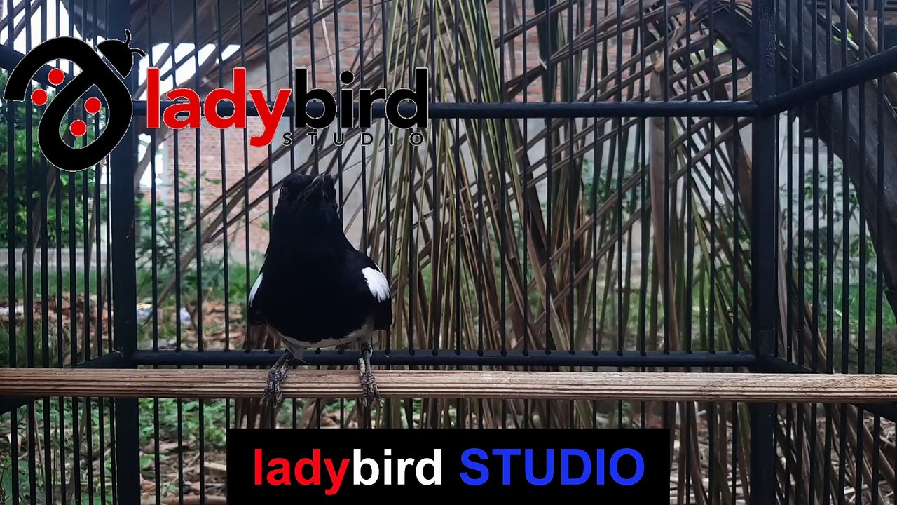 GAK MUNGKIN DIEM dan BISU TERAMPUH UNTUK MEMANGGIL KACER KURANG GACOR | LADYBIRD STUDIO