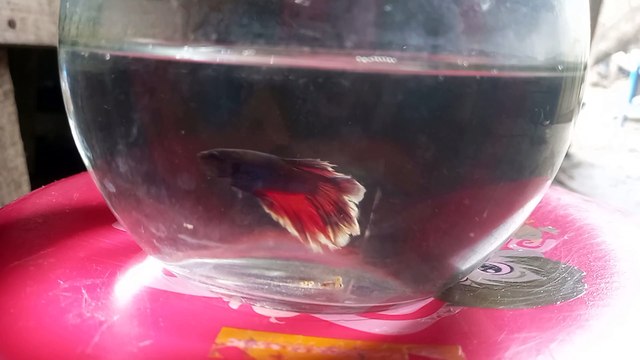 beautiful betta fish || Ikan cupang yang indah