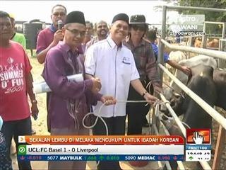 Bekalan lembu di Melaka mencukupi untuk ibadah korban