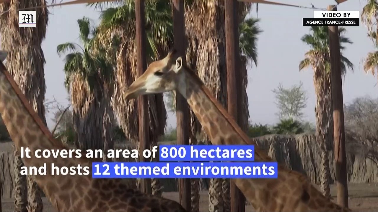 UAE's Sharjah Safari park opens its doors to visitors