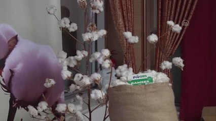 Türkiye'de bu yıl lif pamuk üretim hedefi 1 milyon ton